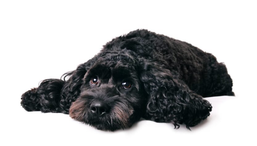 biglaw-associates-battle-it-out-over-custody-of-mini-poodle