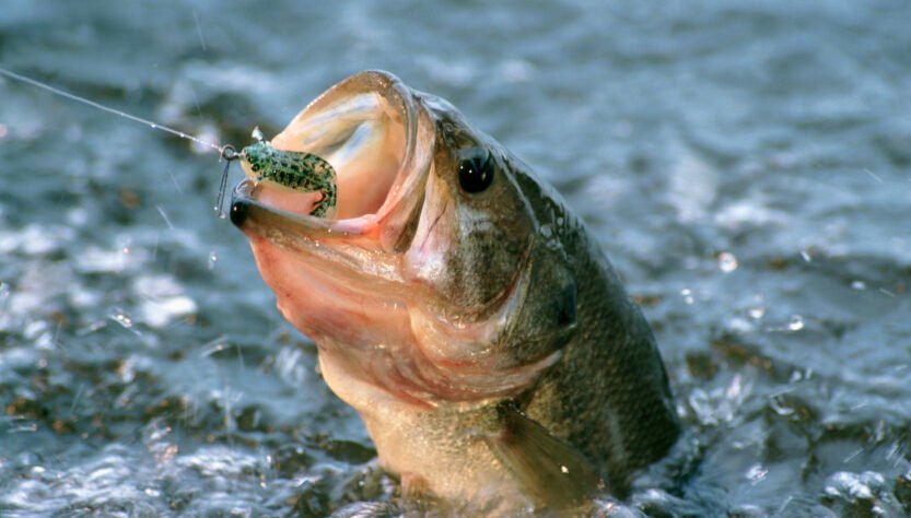 attorney-reels-in-bassmaster-title