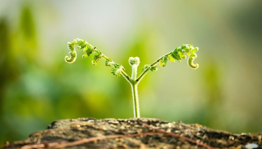 how-you-can-grow-out-of-a-solo-law-practice