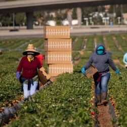 collective-action-protections-for-h-2a-workers-face-uphill-legal-battles